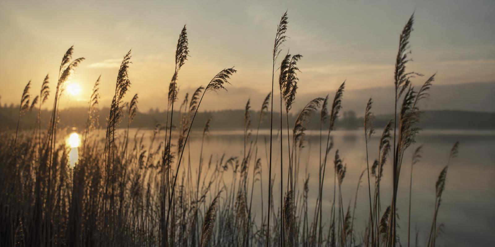 Tall reeds growing straight by still water at dawn
